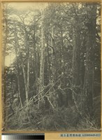 臺南嘉義郡番地阿里山石鼓盤溪梅峰的林相藏品圖，第1張